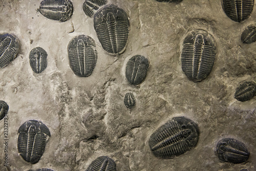 trilobites