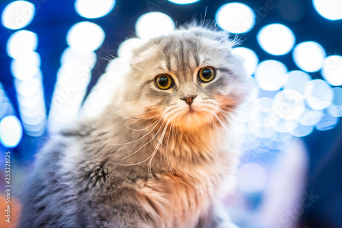 Kittens for sale. People ta...