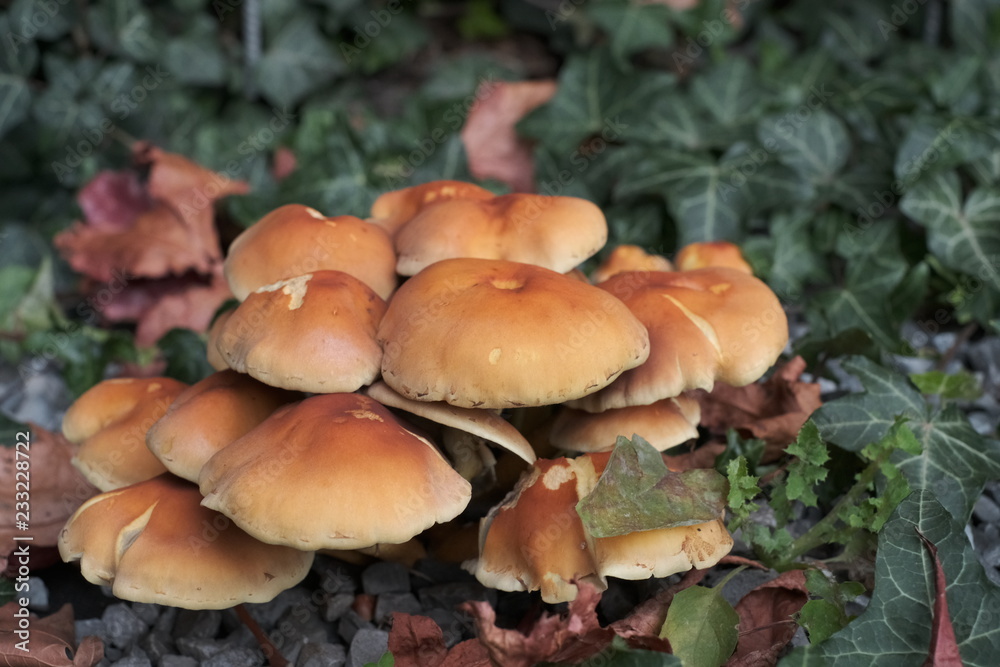 Fototapeta premium Forest mushrooms in autumn, close up Armillaria mellea 