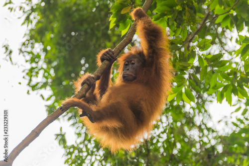 Orang Utan im Baum