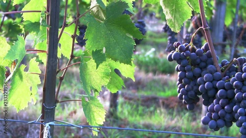 Sangiovese grapes and vineyards in Panzano in Chianti, Tuscany, italy in the Chianti Classico area. Dolly movement close-up