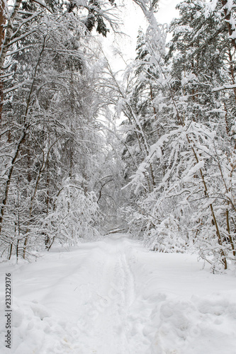 Winter forest landscape. The trees are covered with snow. Path in deep snow