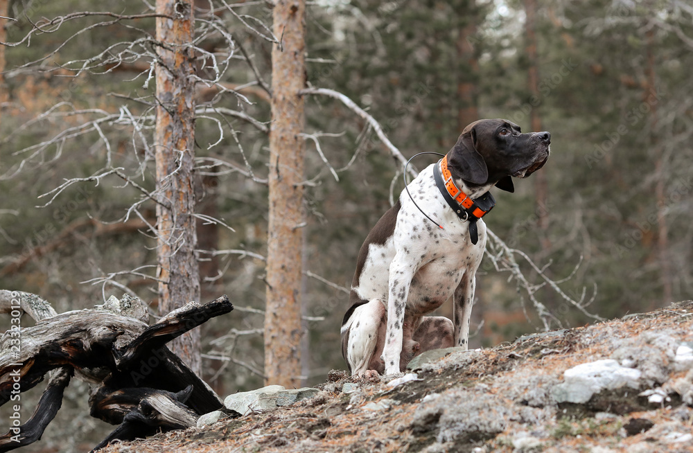 Dog english pointer sitting in the wild forest using GPS tracker 