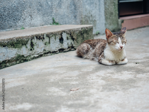 cat pet on ground photo