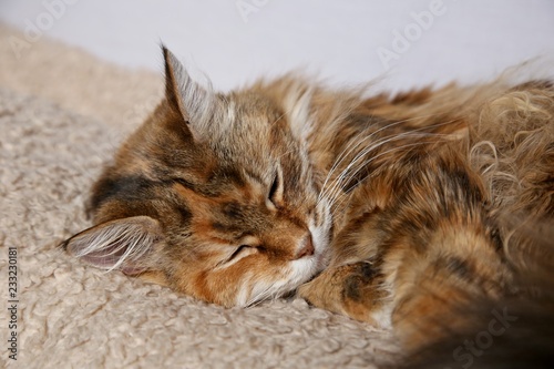 A close up shot of a cute female Maine Coon cat that is sleeping. 