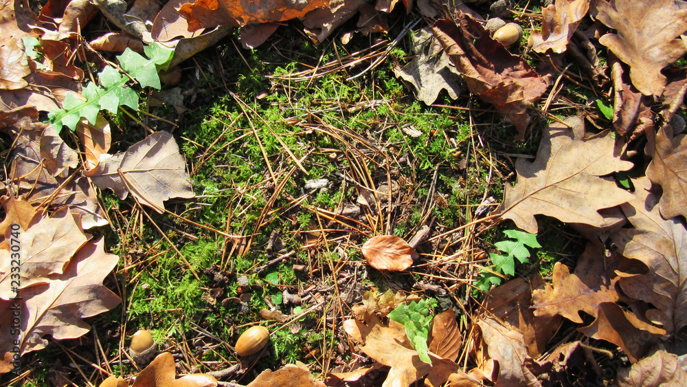 Autumn background with place for text. autumn leaves on grass Autumn background with place for text. autumn leaves on grass