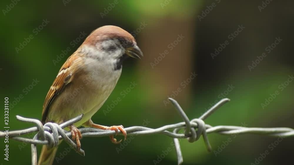 Philippine Maya or Eurasian Tree Sparrow or Passer montanus perch on barbed wire Philippine Maya or Eurasian Tree Sparrow or Passer montanus perch on barbed wire