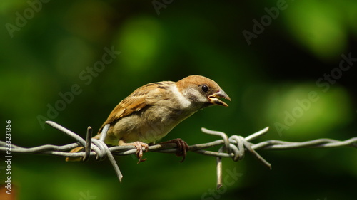 Philippine Maya or Eurasian Tree Sparrow or Passer montanus perch on barbed wire © Renato