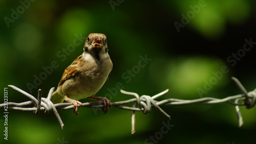 Philippine Maya or Eurasian Tree Sparrow or Passer montanus perch on barbed wire