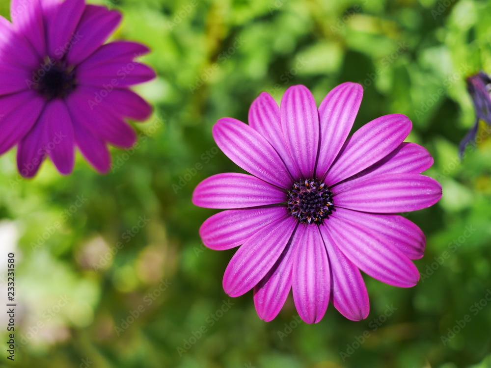 pâquerette fleur violette Stock Photo | Adobe Stock