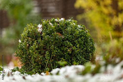 The green bush of boxwood with fallen yellow leaves is covered with the first snow. Details of nature in the fall. Selective focus. Signs of autumn. photo