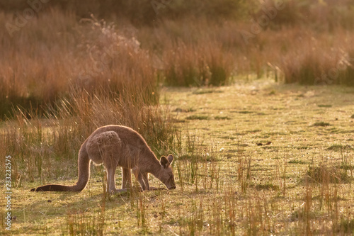 Fototapeta Naklejka Na Ścianę i Meble -  An eastern grey kangaroo encountered at sunset in Wilsons Promontory national park, Victoria, Australia