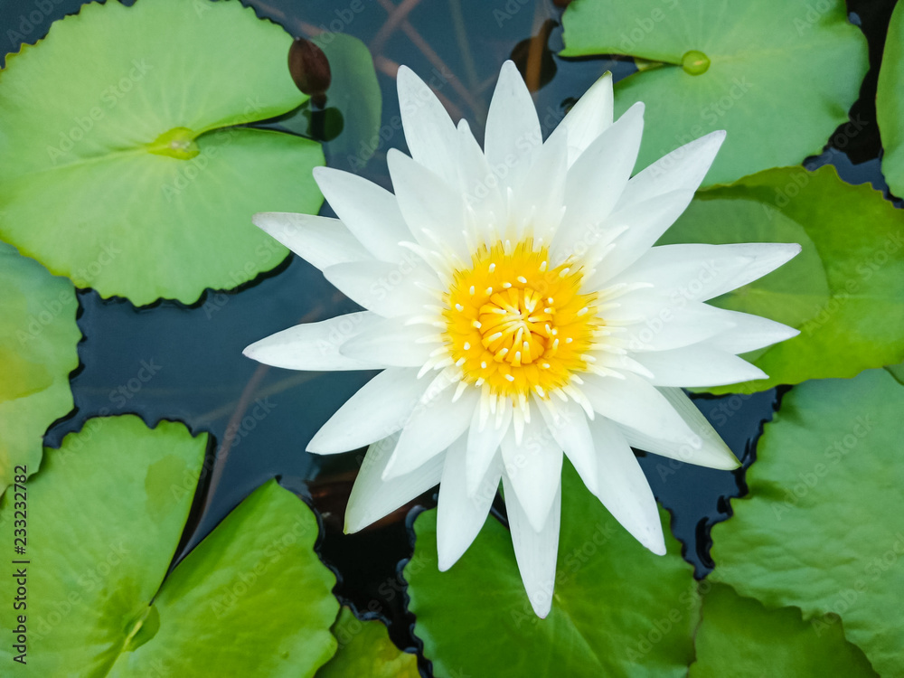 White lotus blooming in lotus pond have yellow pollen,isolated,beautiful nature White lotus blooming in lotus pond have yellow pollen,isolated,beautiful nature