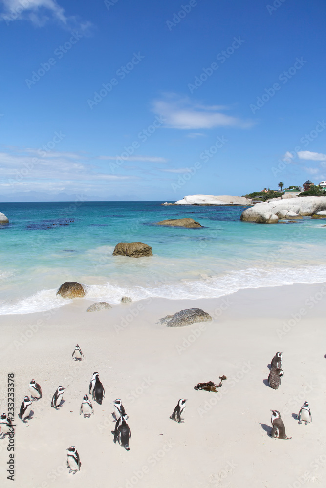 Penguins, Cape Town