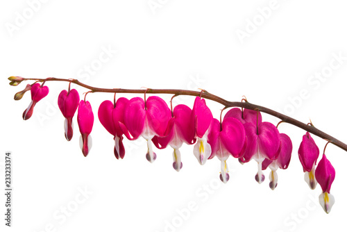Fototapeta Naklejka Na Ścianę i Meble -  flowers broken heart isolated