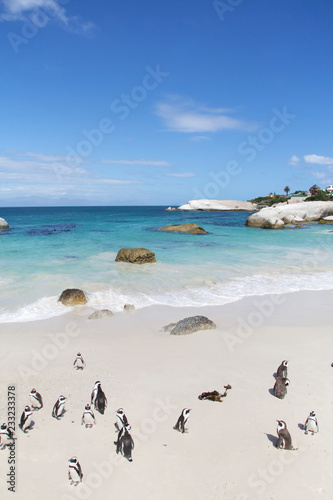 Obraz na płótnie Penguins, Cape Town w salonie