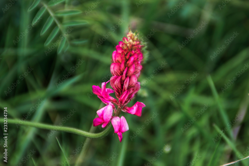 Flower Flower