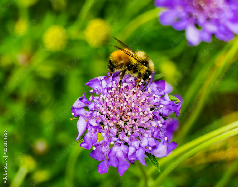 Bumble Bee Blue Pincushion Scabiosa Flower Bumble Bee Blue Pincushion Scabiosa Flower
