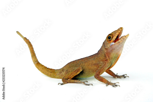 Puerto Rico Anolis (Anolis cristatellus) - crested anole photo