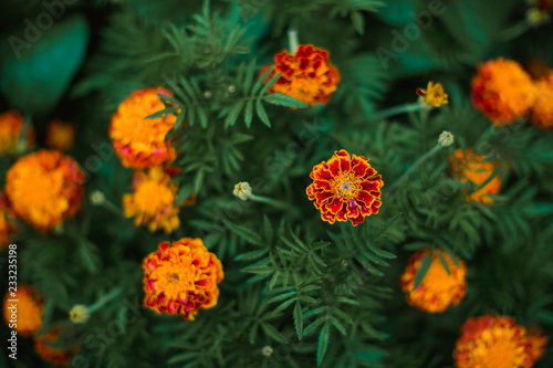 nature flower plants