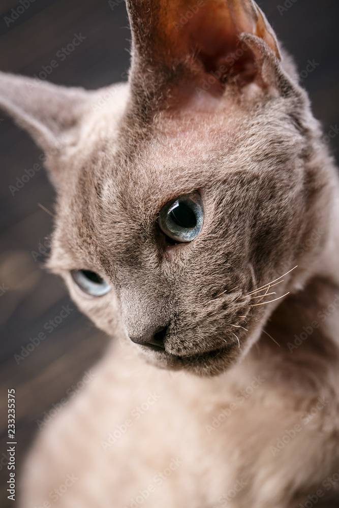 Studio Macro portrait of Devon Rex cat.