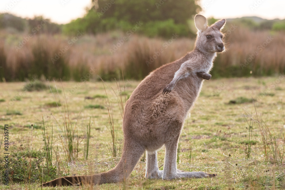 An eastern grey kangaroo encountered at sunset in Wilsons Promontory national park, Victoria, Australia An eastern grey kangaroo encountered at sunset in Wilsons Promontory national park, Victoria, Australia
