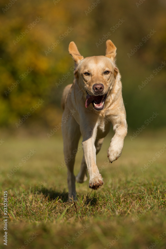 Running labrador retriever dog in autumn landscape