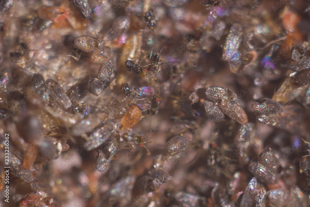 The struck eggs of a plant louse Trikhogramma. Trikhogramma — the family of parasitic equestrians-yaytseedov. Trikhogramma's size is 0,3-0,5mm. Useful insects in agriculture, ispolnut for pest contro The struck eggs of a plant louse Trikhogramma. Trikhogramma — the family of parasitic equestrians-yaytseedov. Trikhogramma's size is 0,3-0,5mm. Useful insects in agriculture, ispolnut for pest contro