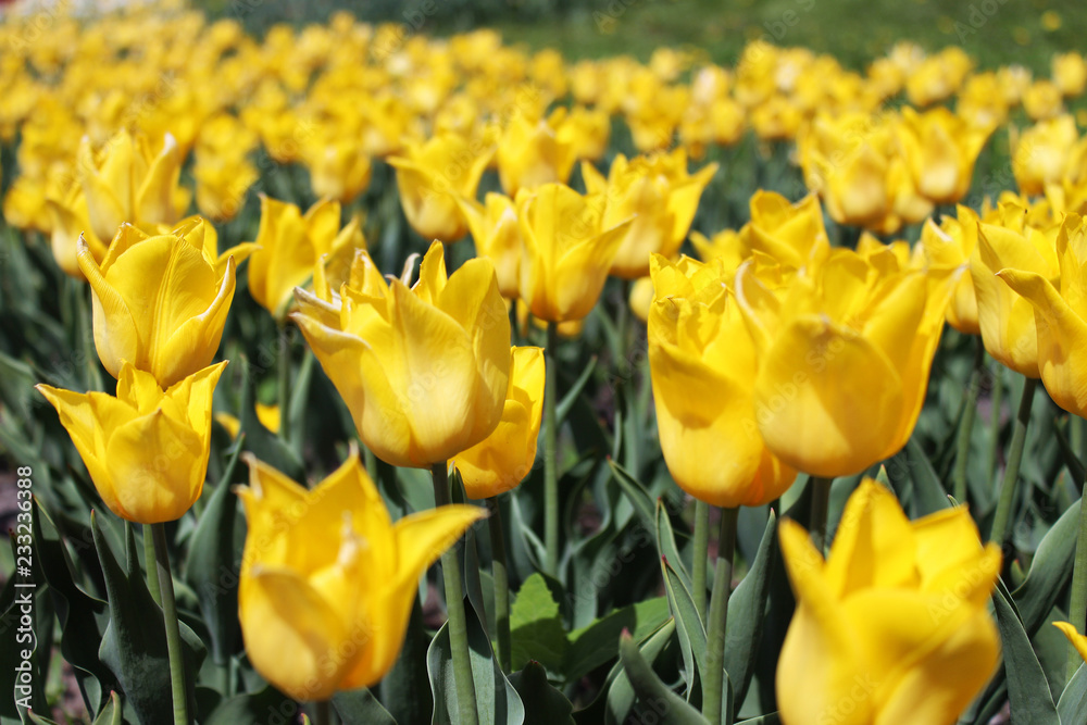 field of yellow tulips
