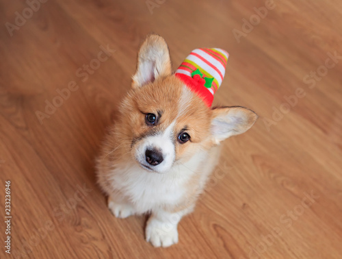  view from above on a cute funny home puppy in a festive striped christmas hat sitting on the floor and looking up