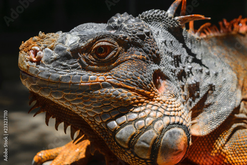 Portrait of seriously looking orange iguana in Bali  Indonesia