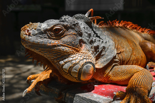 Portrait of seriously looking orange iguana sitting on the wooden background in Bali  Indonesia