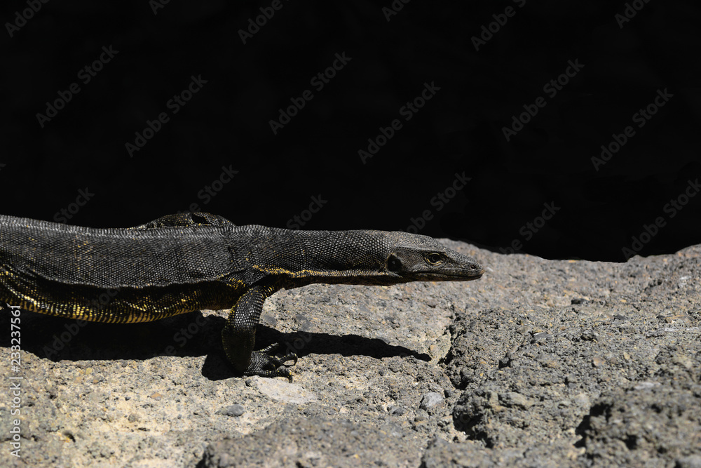 Asian water monitor lizard walking on rocky land in Bali, Indonesia Stock  Photo | Adobe Stock