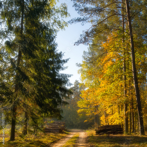Fototapeta Naklejka Na Ścianę i Meble -  Road through the autumn forest. Masuria, Poland.