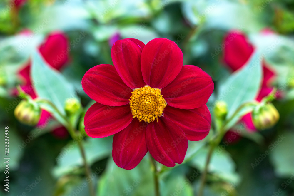 red flower on green background
