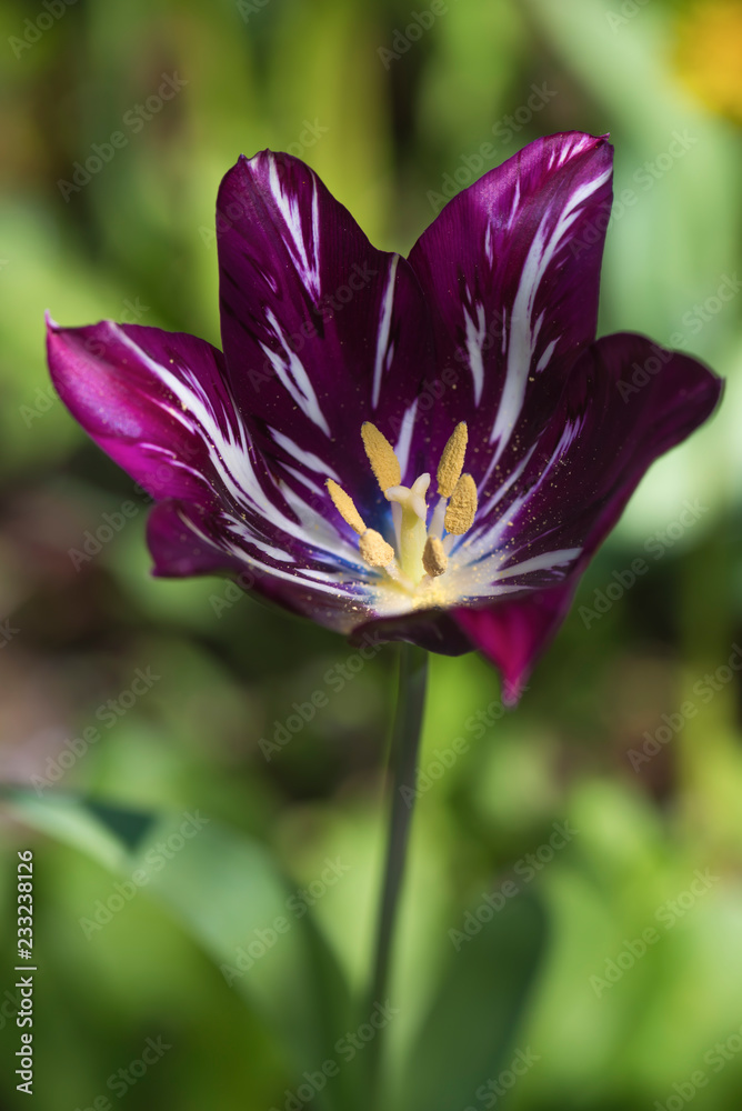 Fototapeta premium Purple opened colorful tulip
