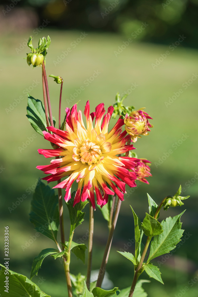 Yellow-red dahlia on a sunny summer day Yellow-red dahlia on a sunny summer day