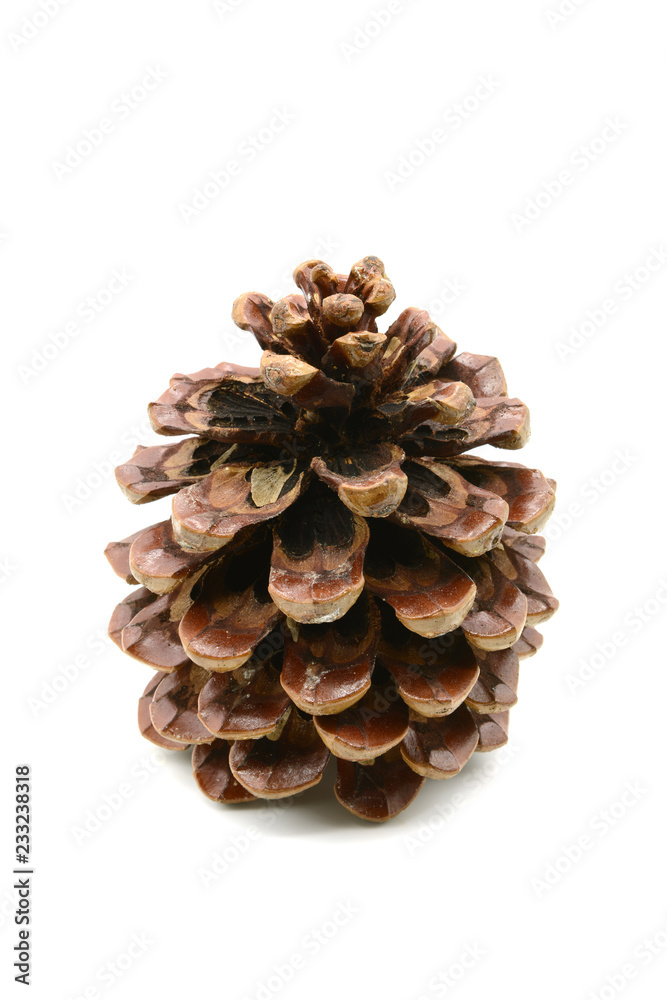 pine cone at white isolated background. decorative item. pine cone at white isolated background. decorative item.