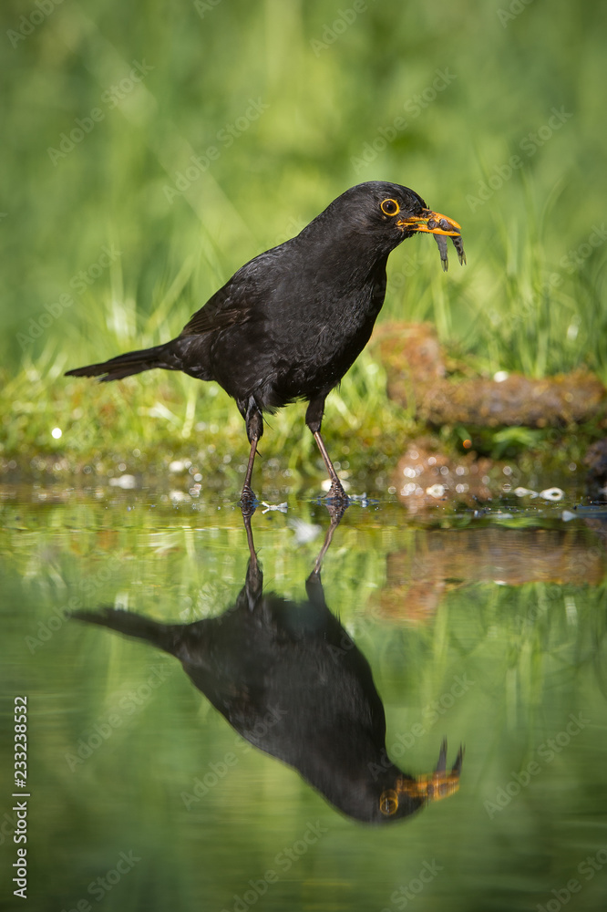 Fototapeta premium Common Blackbird is fishing to feed his chicks, Turdus merula, Blackbird has got two fishes in his beak. Nice mirroring reflection on surface of forest waterhole, nice bright green backround..