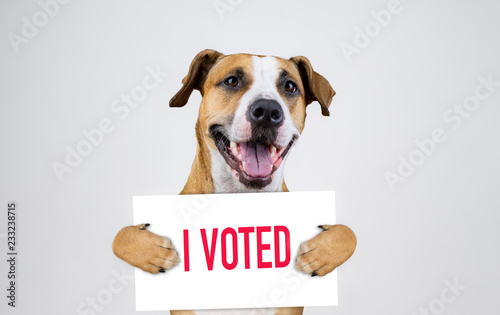 American election activism concept with staffordshire terrier dog.  Funny pitbull terrier holds "i voted" sign in studio background