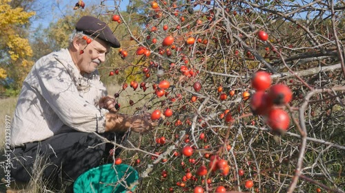 Man hand picking wild rose hip in a nature. Harvesting sweet briar, dog rose