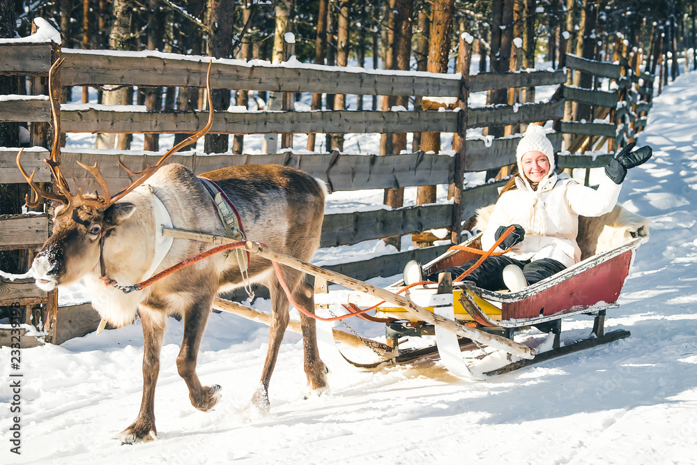 Woman in Reindeer sledding in Finland in Lapland winter