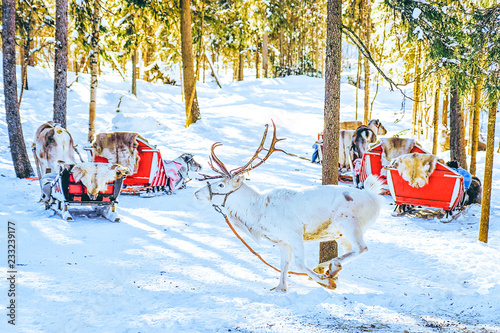 White Reindeer in Finland at Lapland winter © Roman Babakin