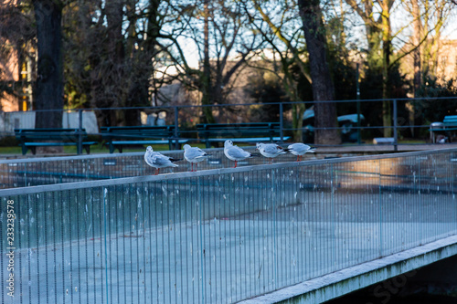 Seagulls on fence