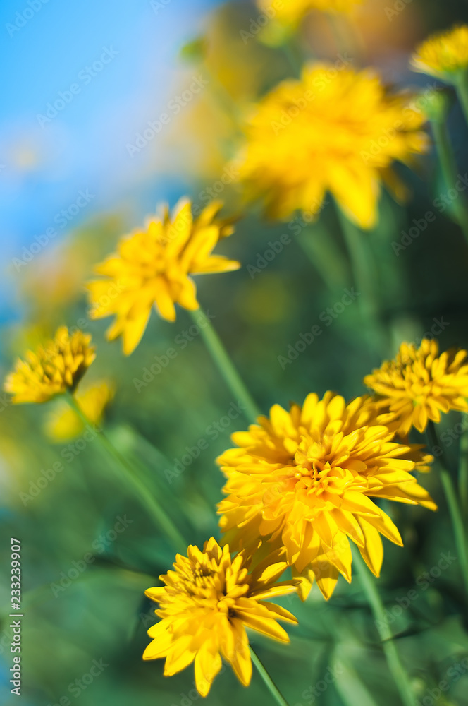 Bright yellow flowers on a blue sky blurred background on a Sunny summer day. Bright yellow flowers on a blue sky blurred background on a Sunny summer day.