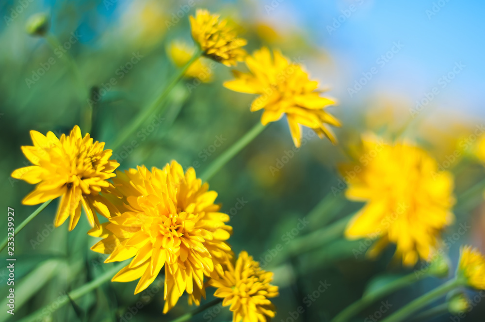Bright yellow flowers on a blue sky blurred background on a Sunny summer day. Bright yellow flowers on a blue sky blurred background on a Sunny summer day.