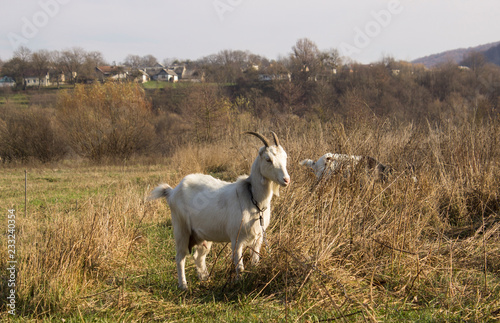 Fototapeta Naklejka Na Ścianę i Meble -  two goats in the field