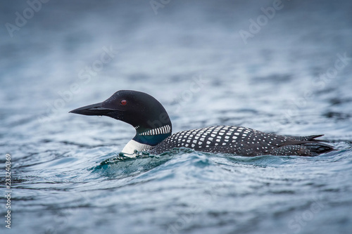 The Common loon, Gavia immer is floating on the lake in Veidivotn, Iceland photo