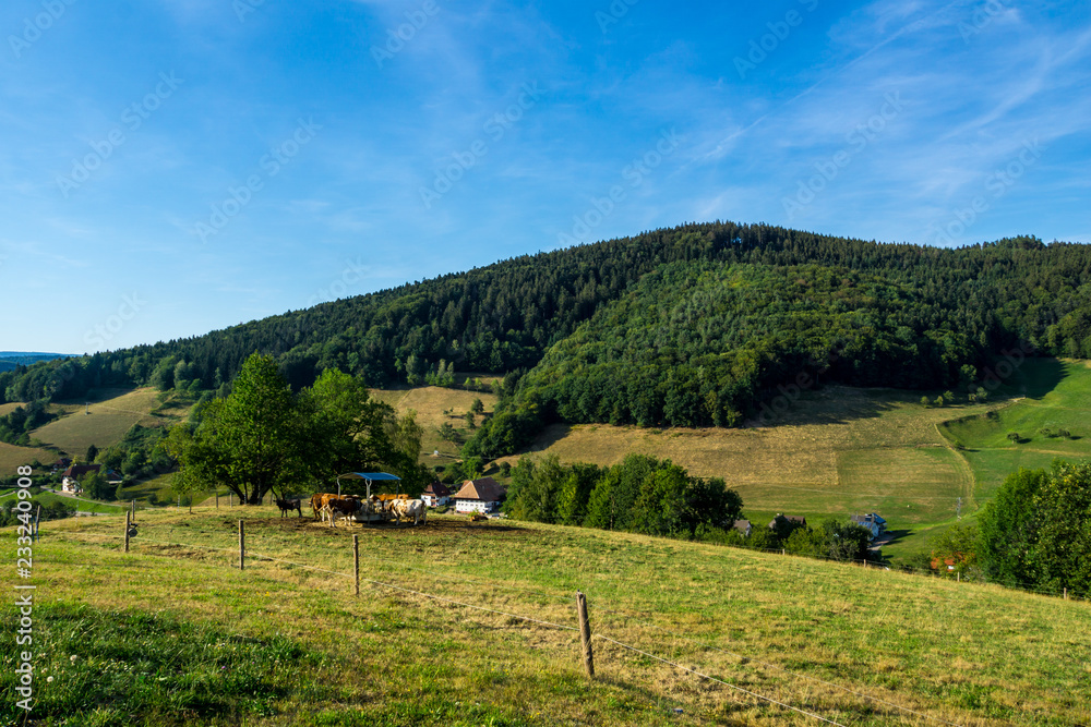 Germany, Cows at watering place on green pasture in black forest idyl