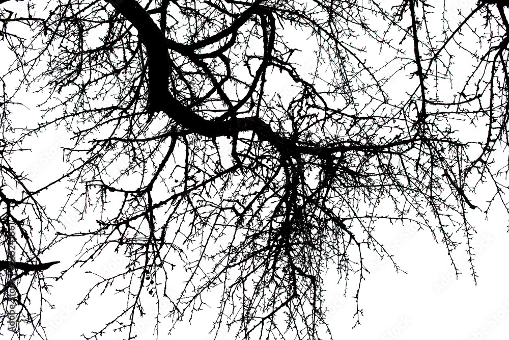 Obraz premium Tree branches isolated on the white background.